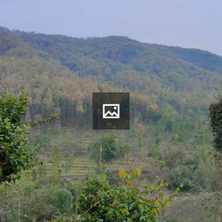 Lush green forested hill landscape