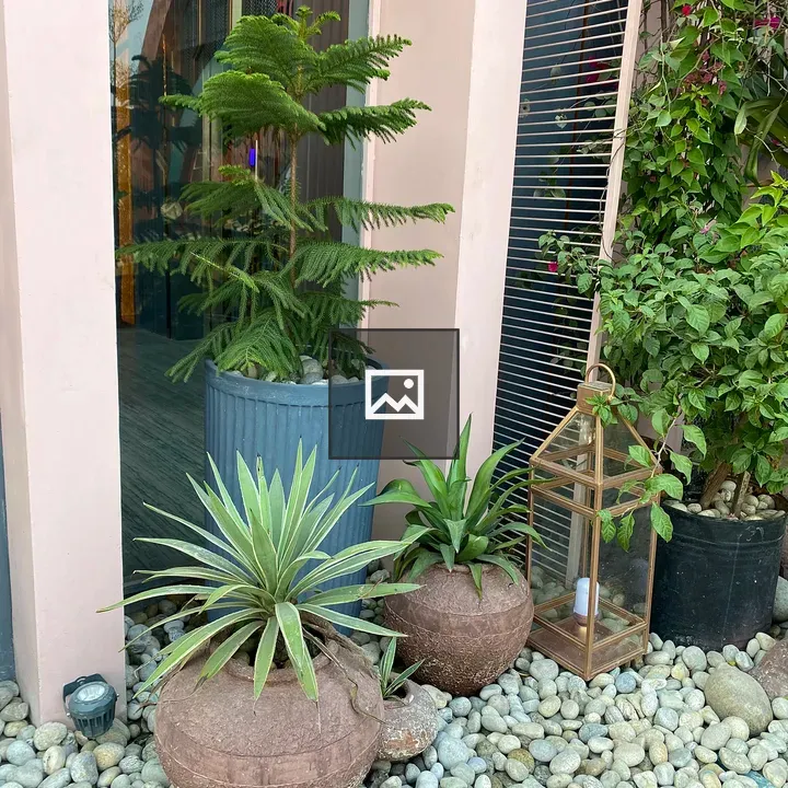 Outdoor scene with potted plants