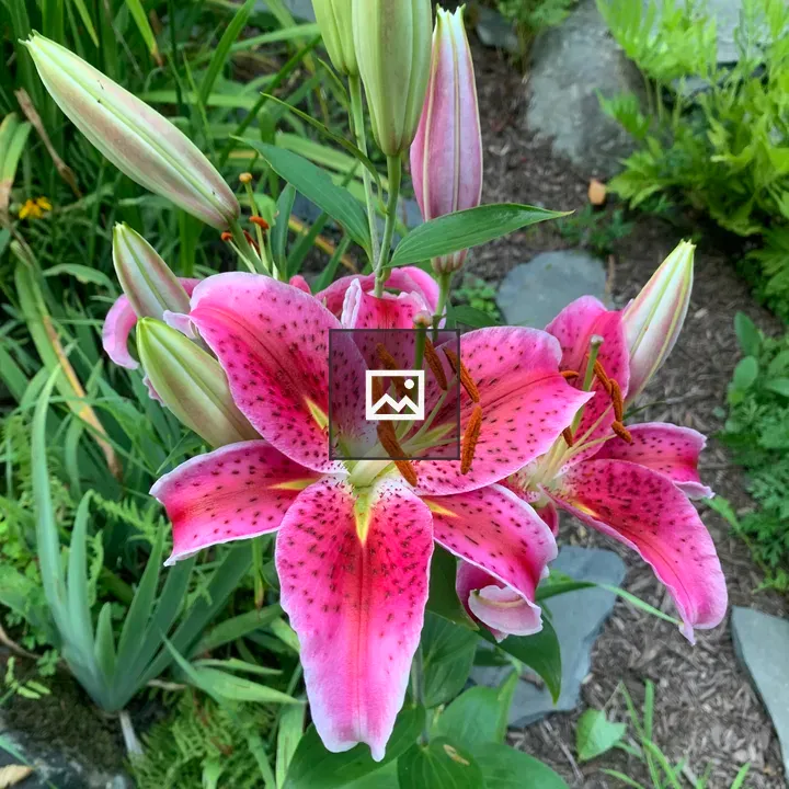 Stargazer lilies in garden