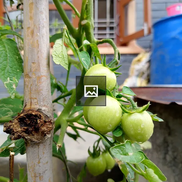 Green Tomato Plant Close-up