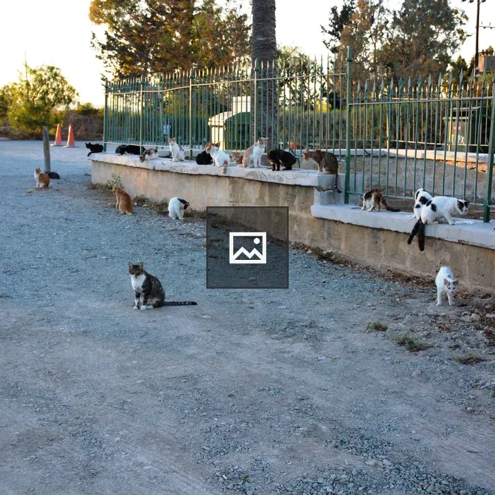 Group of street cats at dusk