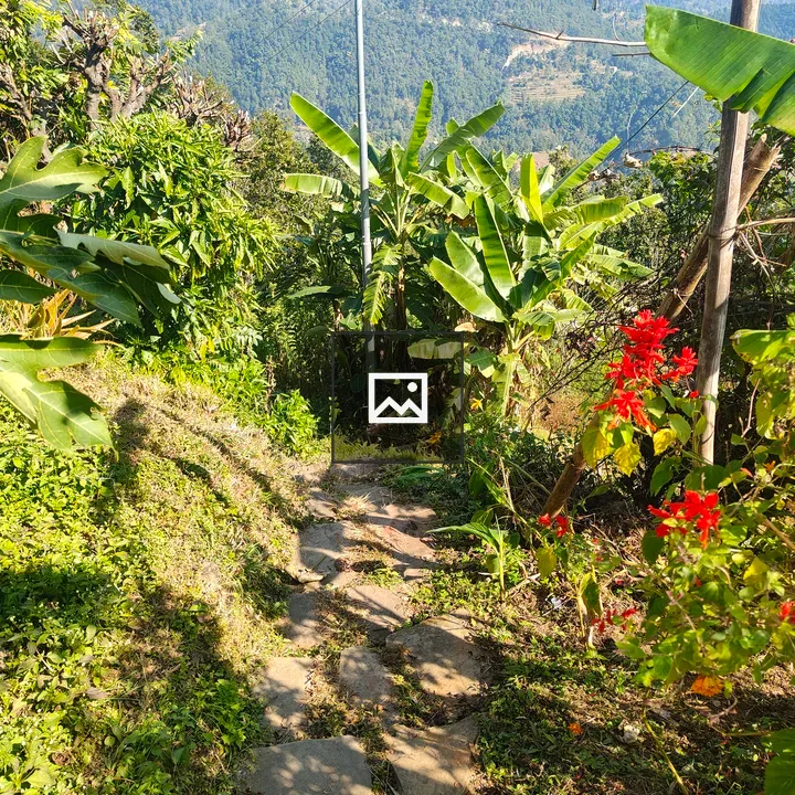 Rocky Path Through Greenery