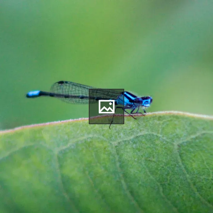 Damselfly on Leaf