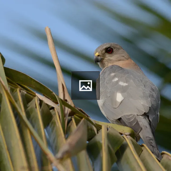 Shikra on Palm Frond