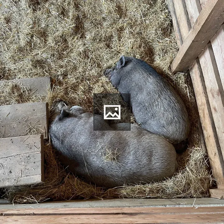 Mangalitza Pigs Resting in Barn