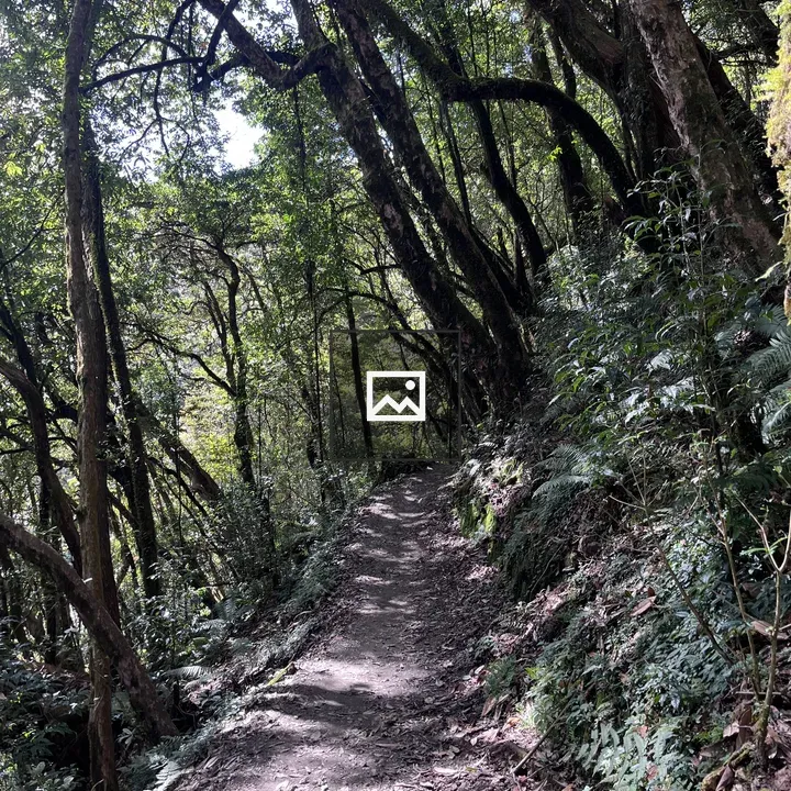 Narrow dirt trail through forest