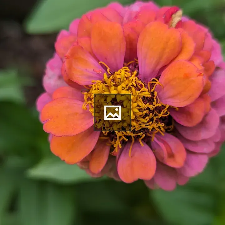 Pink Zinnia with Fuzz