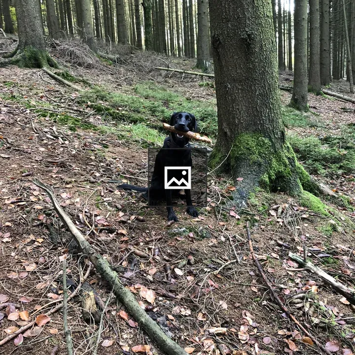 Black Labrador with Stick