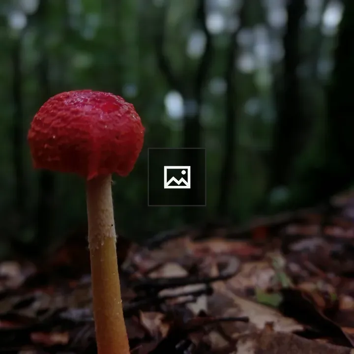 Mushroom in Forest