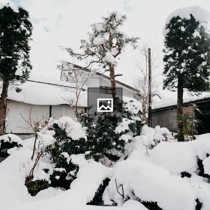 Snowy evergreen landscape