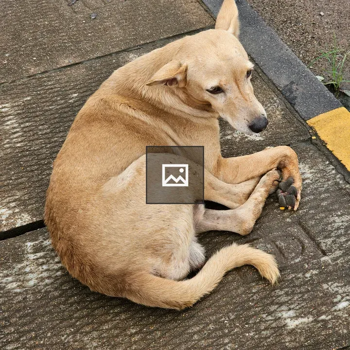 Street dog resting on sidewalk