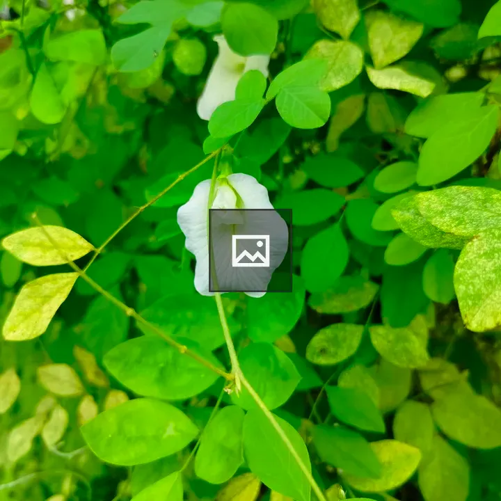Cluster of Green Leaves with White Flower