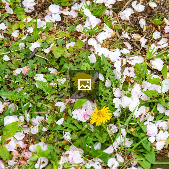 Dandelions and Cherry Blossoms