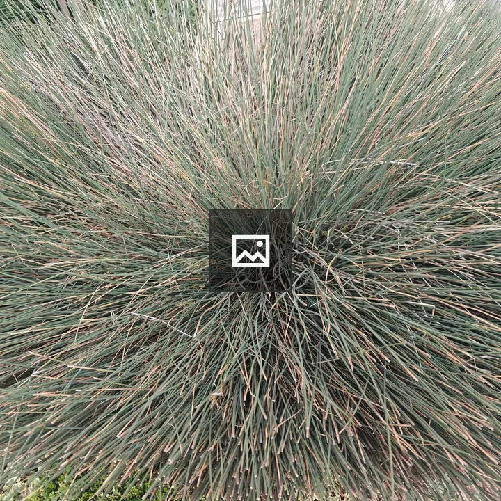 Ornamental plant with thin leaves