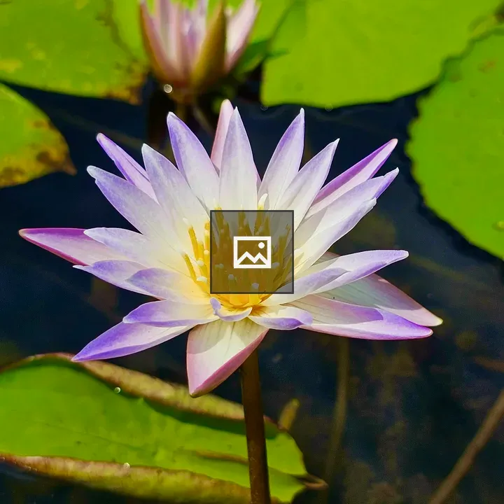 White water lily close-up