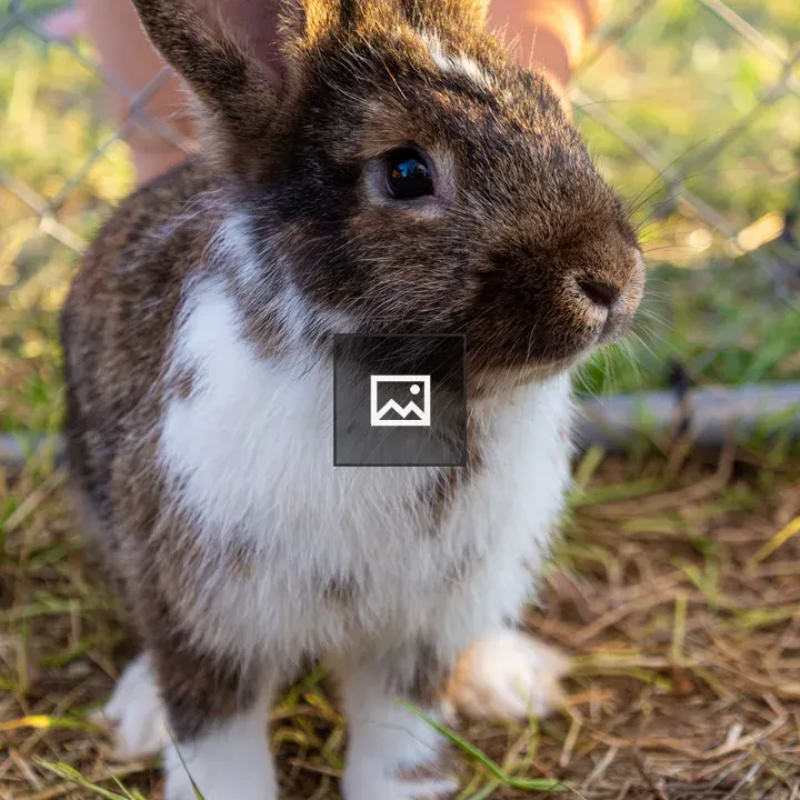 Brown and white rabbit