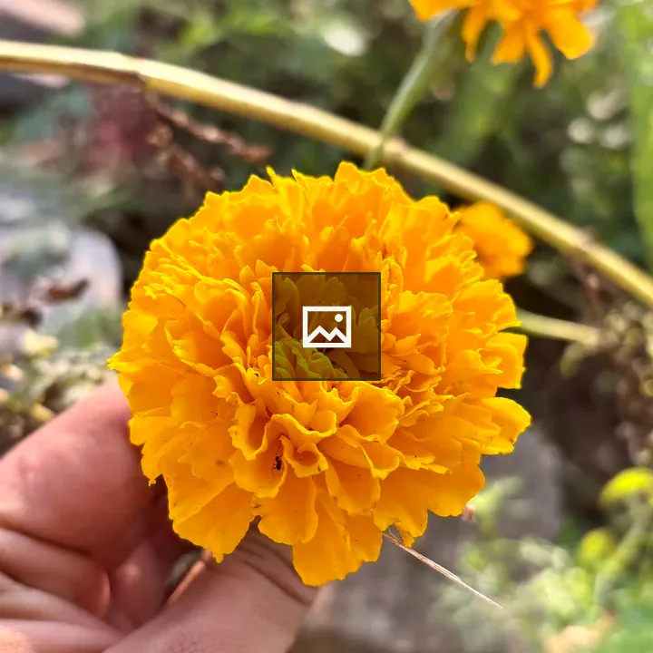 Bright marigold close-up