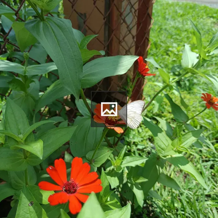 Orange Flower Close-up with Butterfly