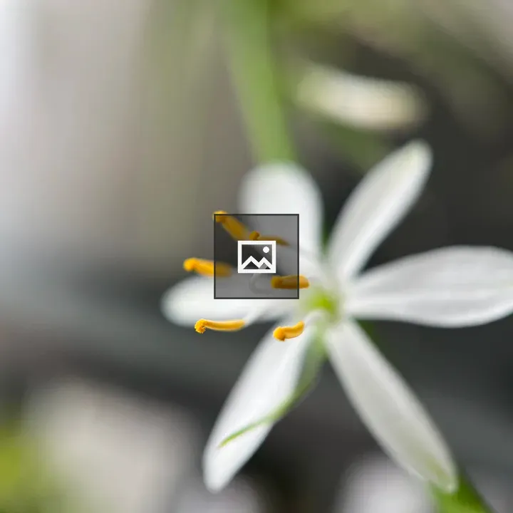 Tiny white flower with six petals