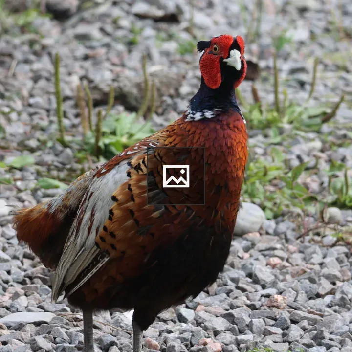 Male pheasant with tail feathers missing