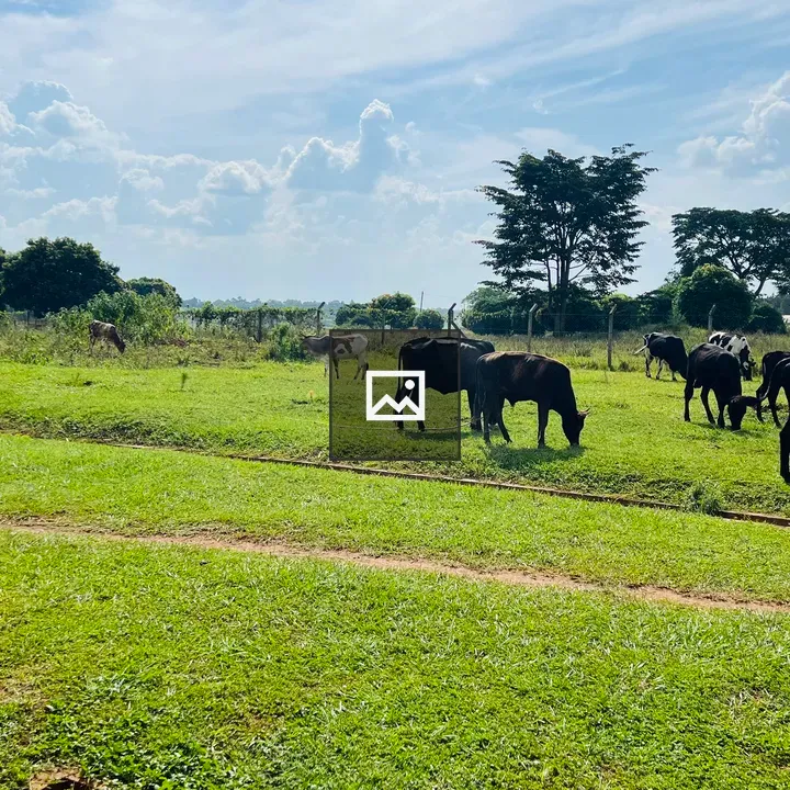 Cows Grazing in Pasture