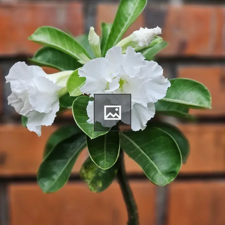 Desert Rose blossoms against brick