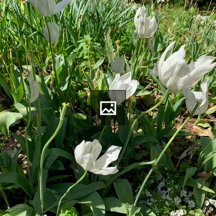 Cluster of white tulips