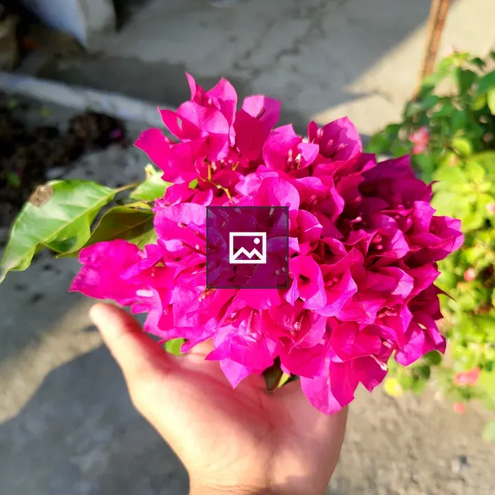 Bougainvillea Handful
