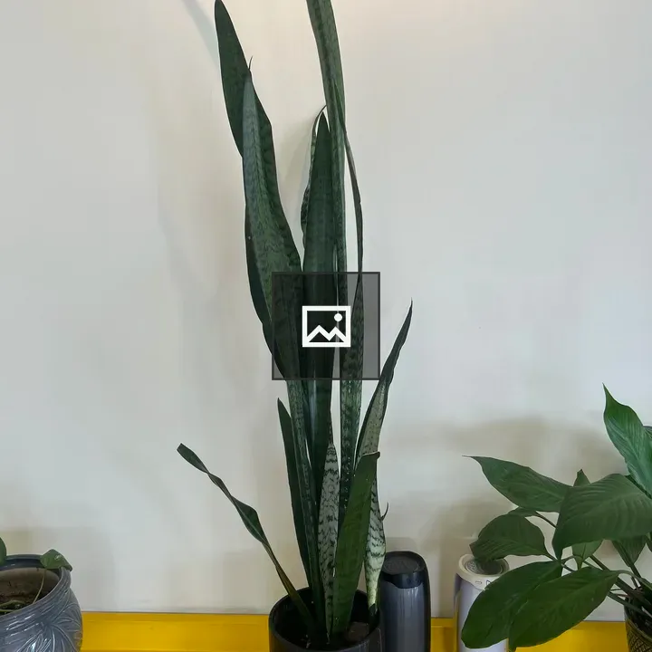 Snake plant in a pot