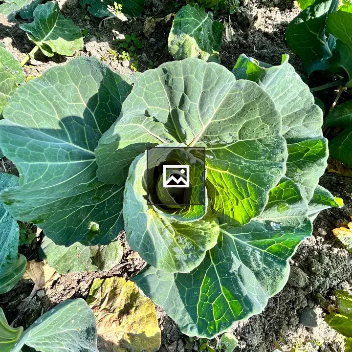 Cabbage in Field