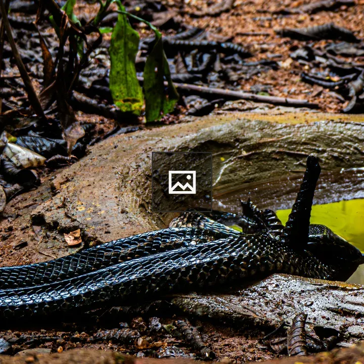 Forest Cobra in Uganda Landscape