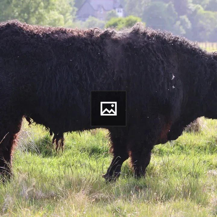 Shaggy Galloway Bull in Field