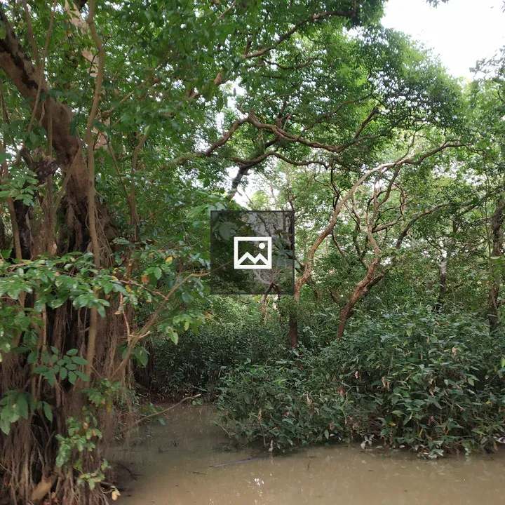 Ratargul Sylhet Water Scene