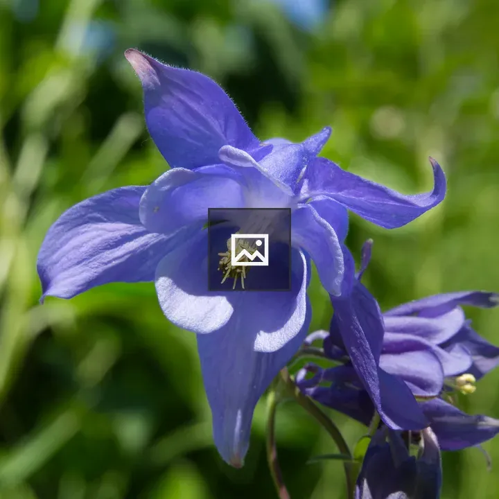 Blue Columbine Flower Close-up