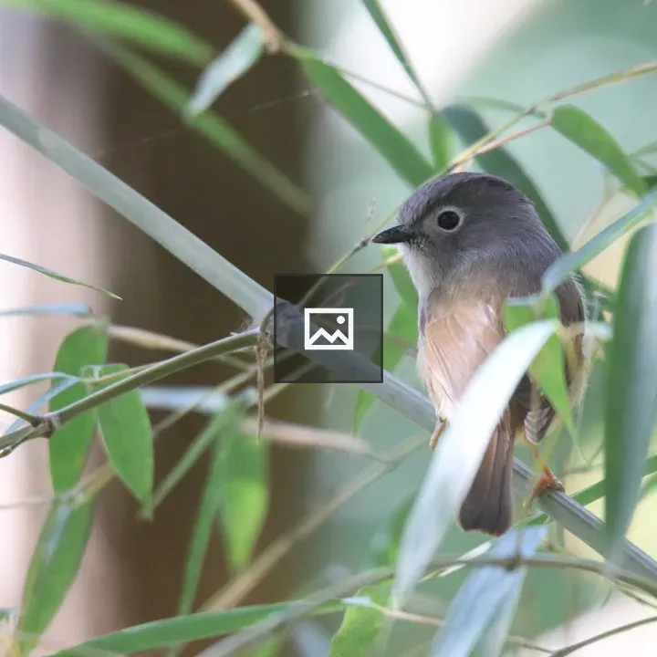 Huet's Fulvetta on Bamboo