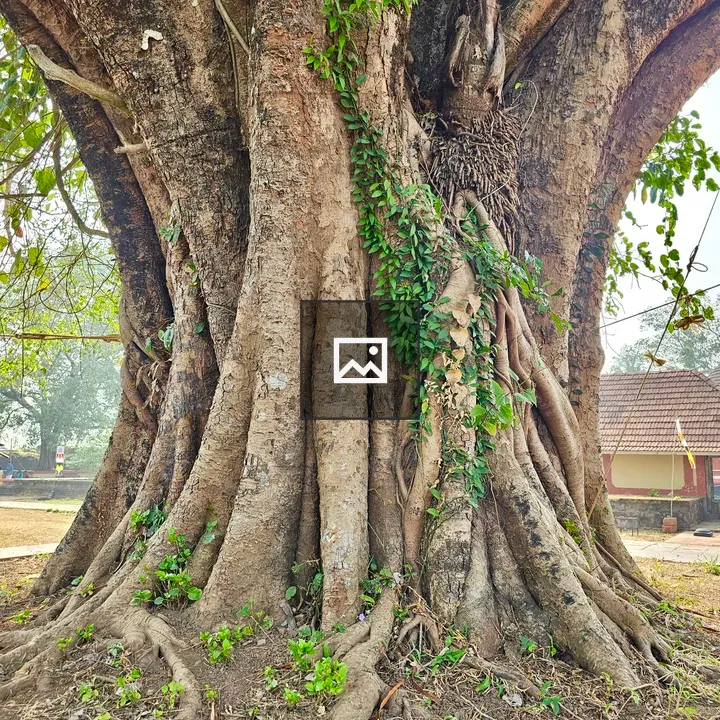 Ficus Religiosa close-up