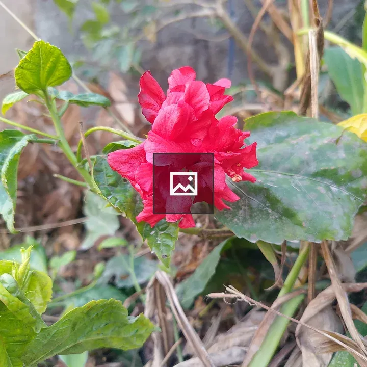 Red Flower Among Green Leaves