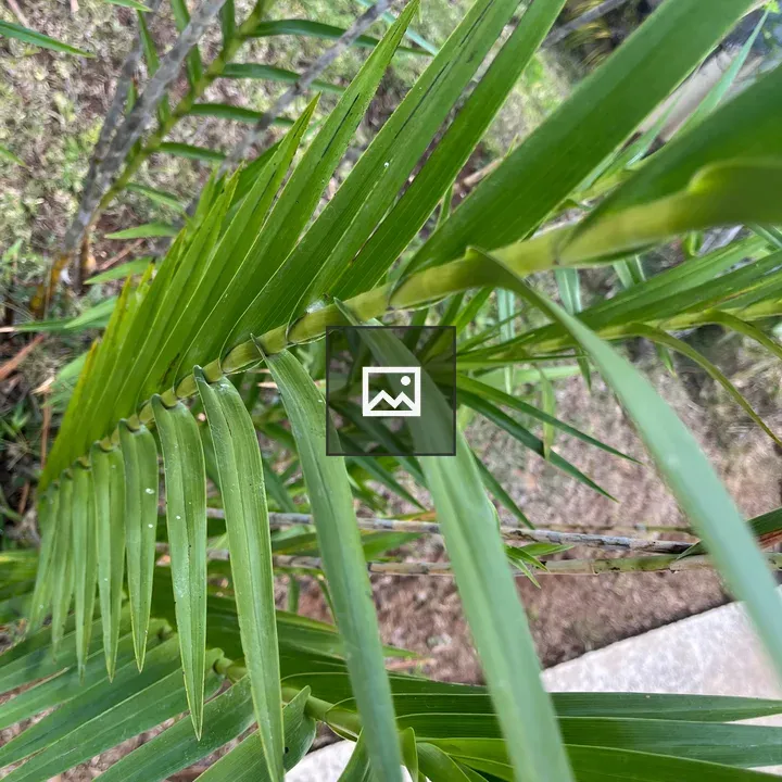 Palm frond close-up
