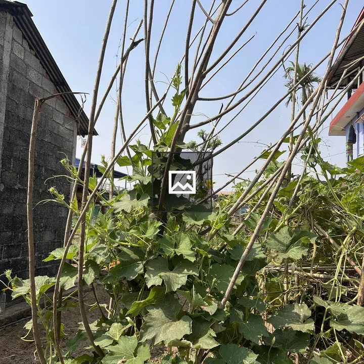 Garden vines on vertical supports