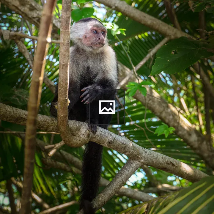 Old White-faced Monkey
