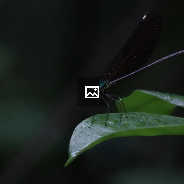 Damselfly on Green Leaf