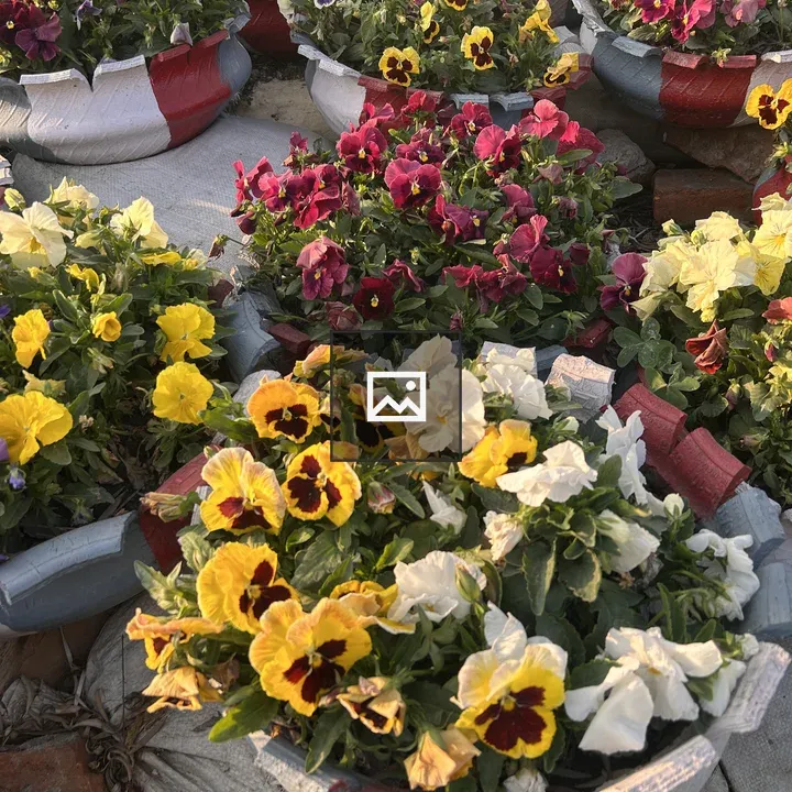 Pansy Flower Pots in Recycled Tires