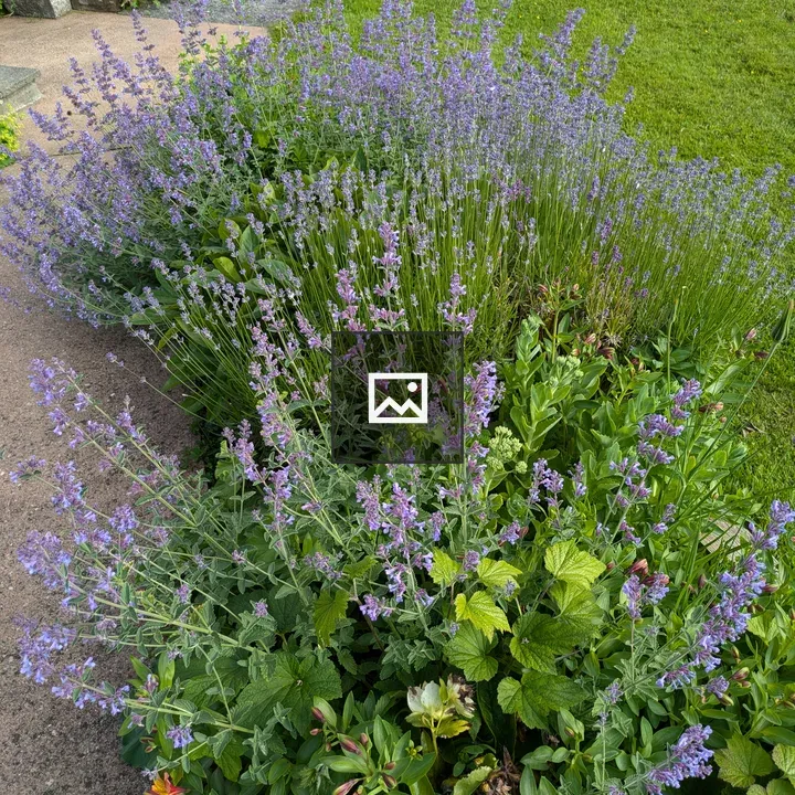 Lavender with Hellebore in Devon Garden