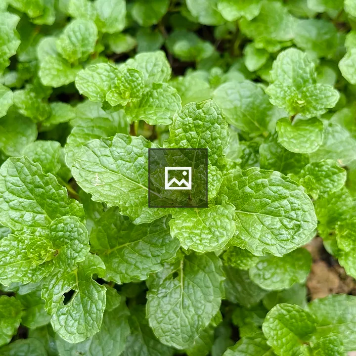 Mint Leaves Close-Up