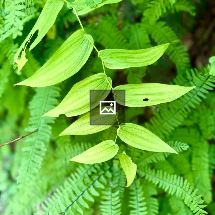 Branch with light green leaves