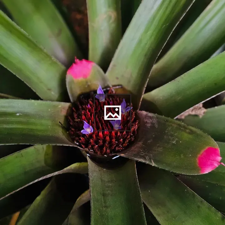 Bright bromeliad at garden