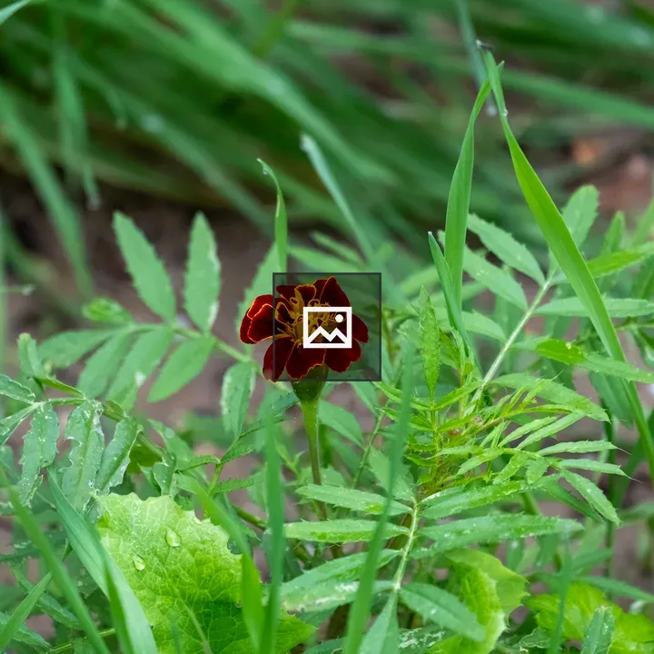 Red and yellow flower