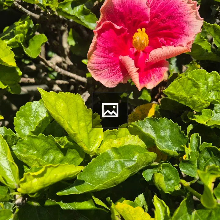 Hibiscus Flower Among Green Leaves