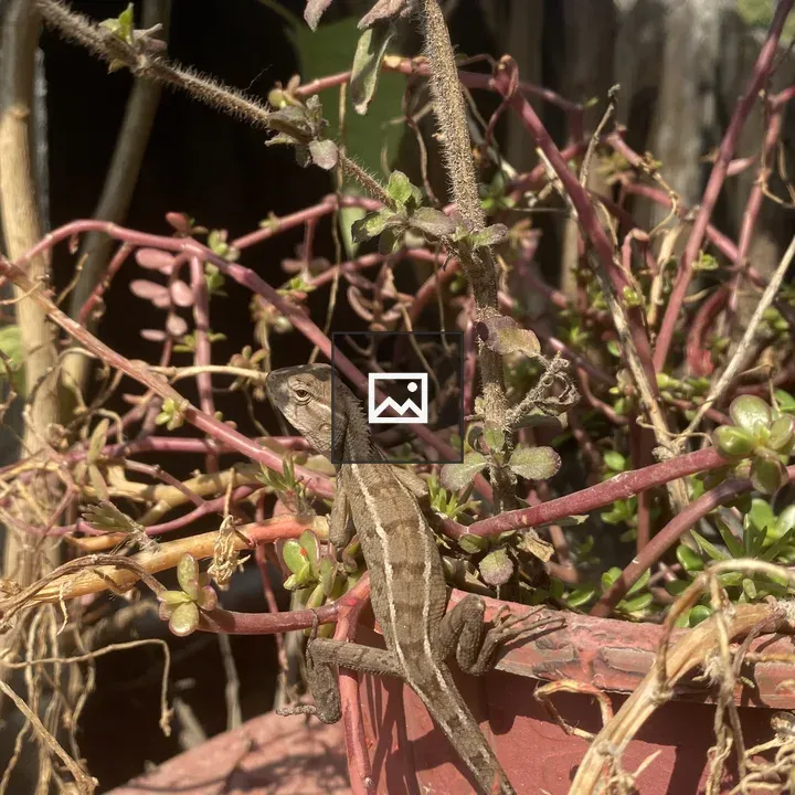 Young garden lizard on potted plant