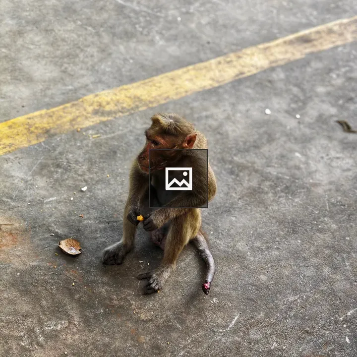 Monkey in Roadway